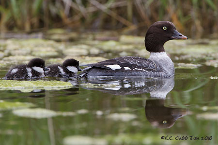 Common Goldeneye