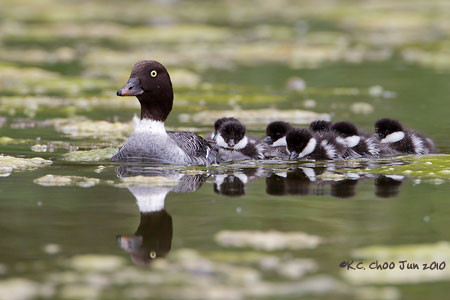 Common Goldeneye