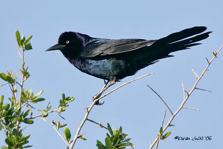 Common Grackle