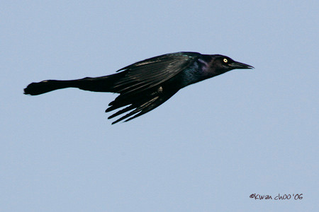 Common Grackle