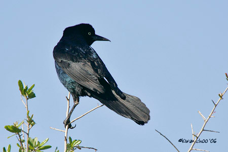 Common Grackle
