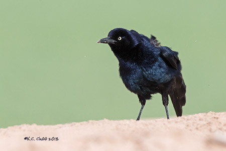 Common Grackle