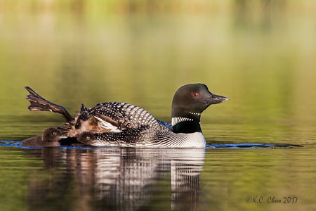 Common Loon