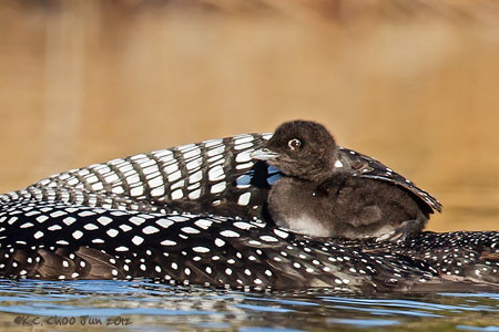 Common Loon