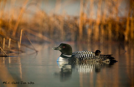 Common Loon