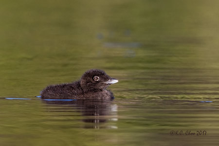 Common Loon