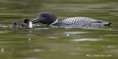 Common Loon