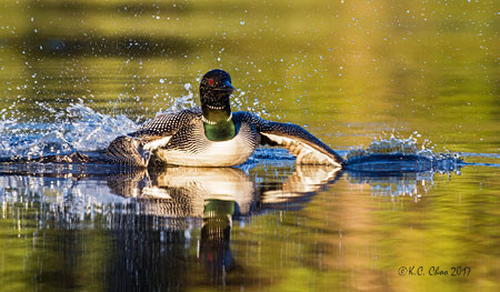 Common Loon