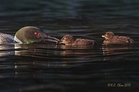 Common Loon