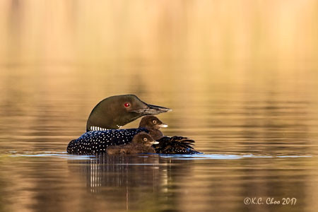 Common Loon