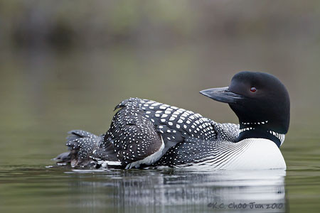Common Loon