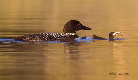 Common Loon
