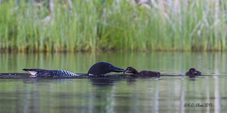 Common Loon