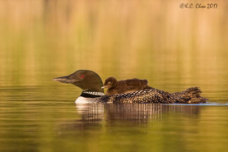 Common Loon
