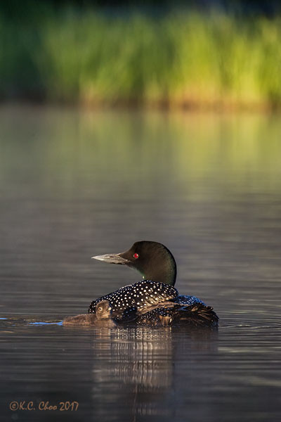 Common Loon