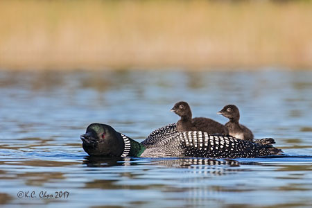 Common Loon