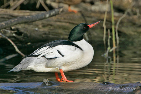 Common Merganser