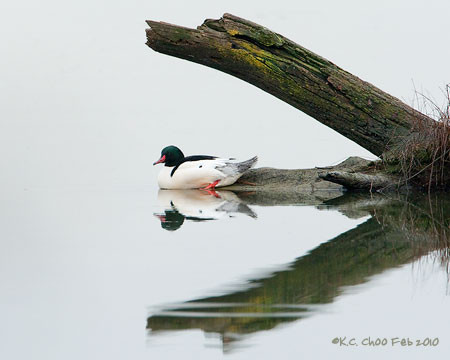 Common Merganser