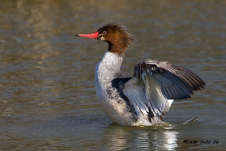 Common Merganser
