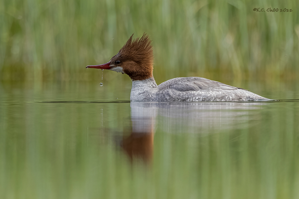 Common Merganser