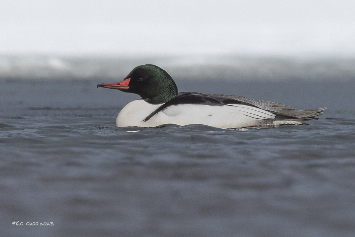 Common Merganser