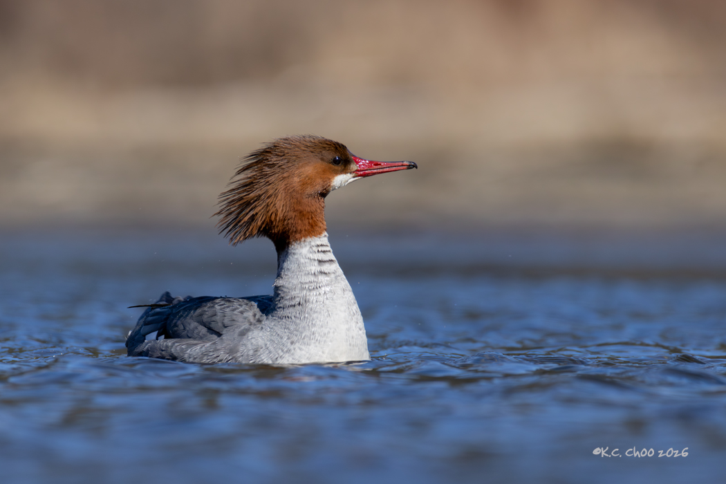 Common Merganser