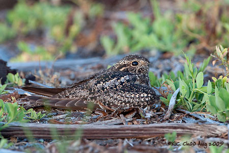 Common Nighthawk