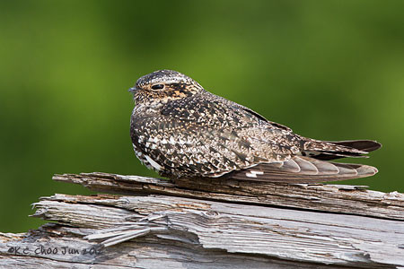 Common Nighthawk