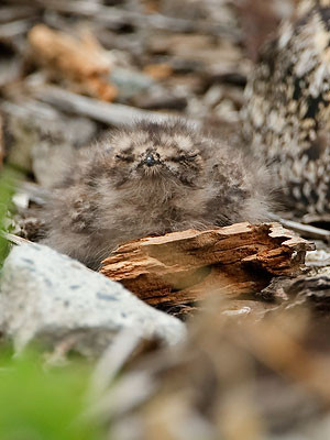 Common Nighthawk