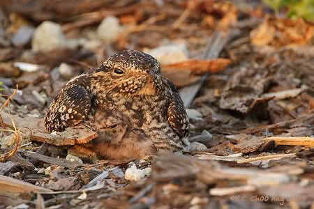 Common Nighthawk