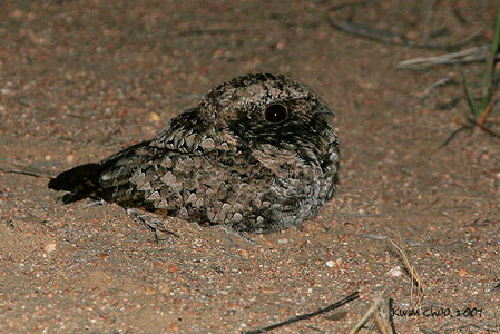 Common Poorwill