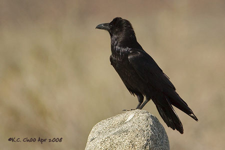 Common Raven