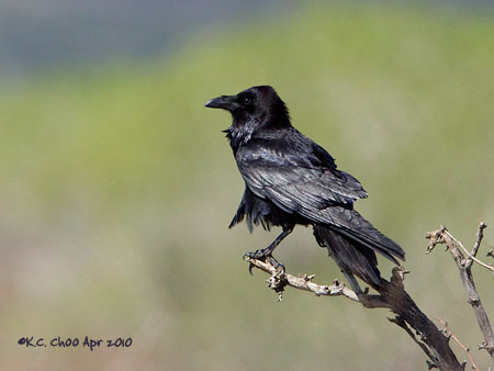 Common Raven