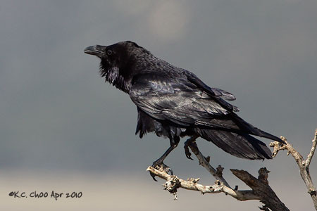 Common Raven