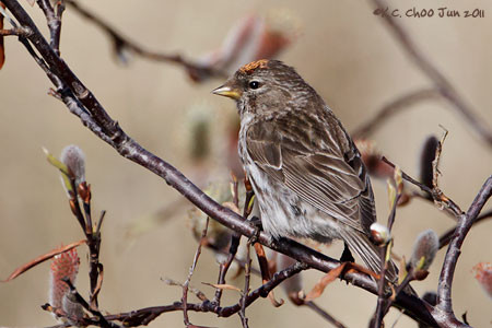 Common Redpoll