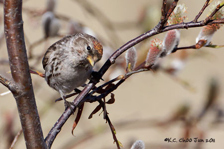 Common Redpoll