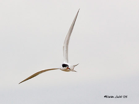 Common Tern