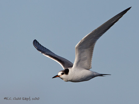 Common Tern