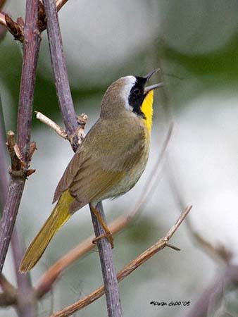 Common Yellowthroat