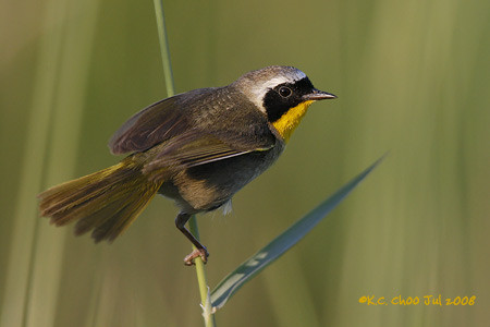 Common Yellowthroat