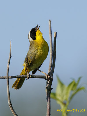 Common Yellowthroat