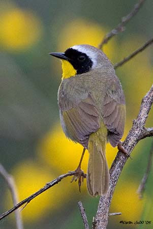 Common Yellowthroat