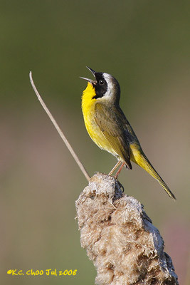 Common Yellowthroat