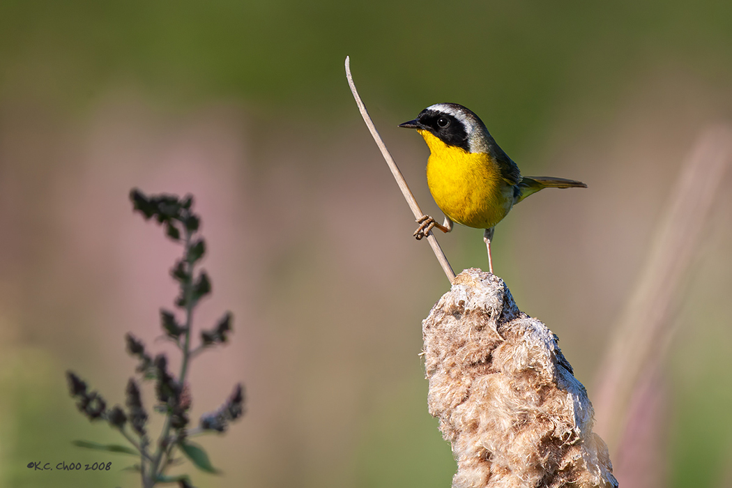 Common Yellowthroat