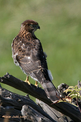 Cooper's Hawk