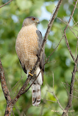 Cooper's Hawk