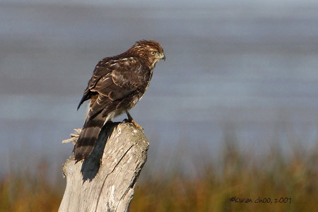 Cooper's Hawk