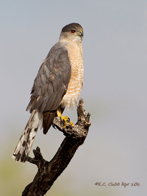 Cooper's Hawk