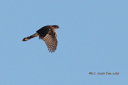 Cooper's Hawk
