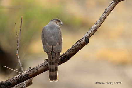 Cooper's Hawk